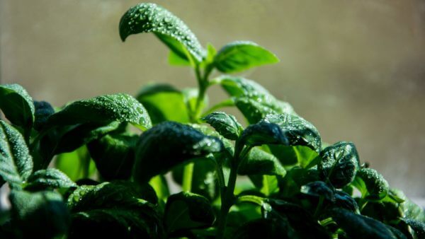 Sustainability