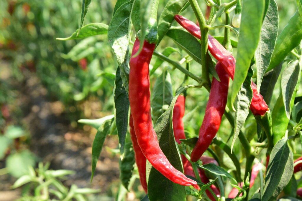 Griffith Foods North America North America Careers