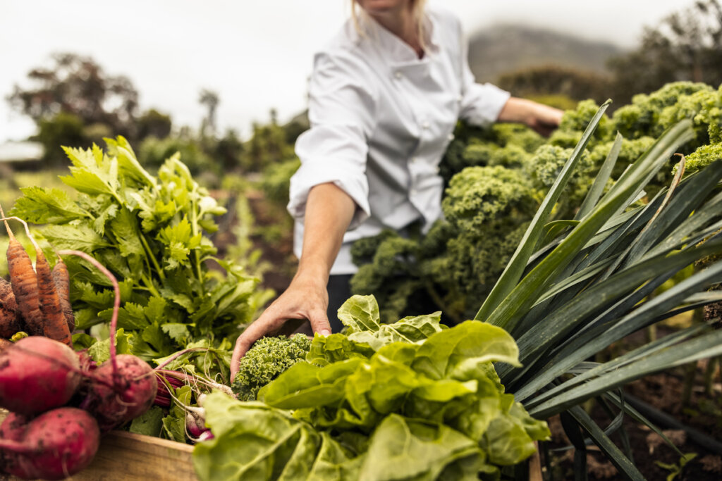 Chef selecting fresh vegetables on a farm, emphasizing sustainable farm-to-table lifestyle