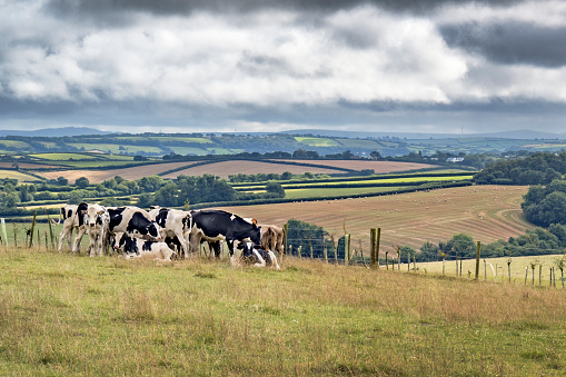 Dairy cows grazing on rolling farmland under a cloudy sky, reflecting agricultural heritage, responsible sourcing, and the foundations of modern food systems.