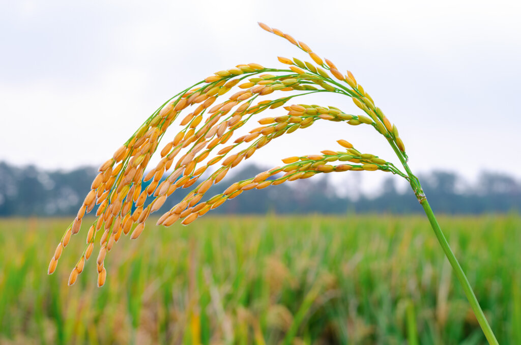 Close-up view of mature rice grains on the stalk in a paddy field, ready for harvest, highlighting agricultural growth and rice cultivation.