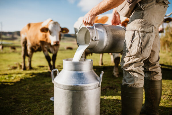Farmer pouring fresh milk from a metal container into a large milk can, with cows grazing in the pasture behind him.
